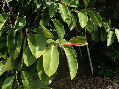 Ficus elastica, photographed by Daniel Cahen