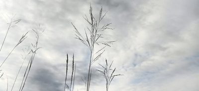 Panicum repens, photographed by Ong Jyh Seng