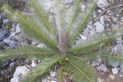 Dioon angustifolium, photographed by Juan Cruzado Cortés
