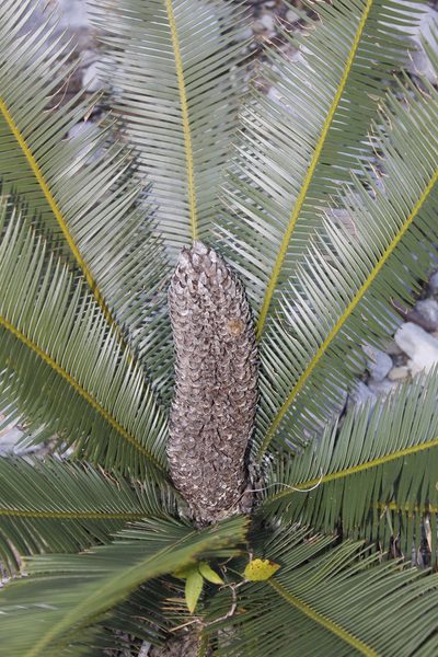 Dioon angustifolium, photographed by Juan Cruzado Cortés