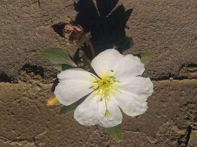 Oenothera deltoides, photographed by P Holroyd