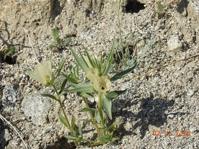Mohavea confertiflora, photographed by Diana