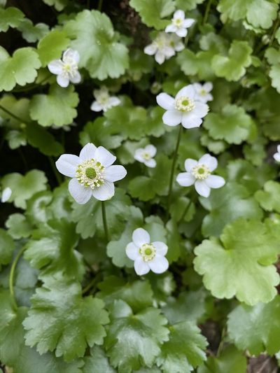 Ranunculus hystriculus, photographed by Matt Berger