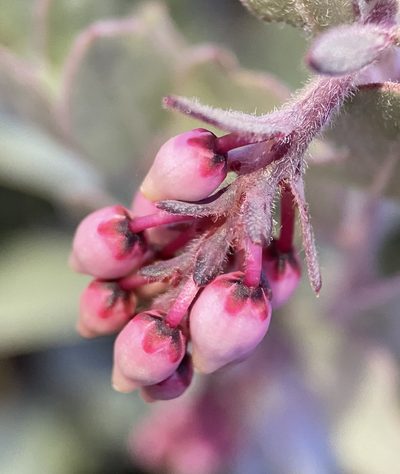 Arctostaphylos nissenana, photographed by Matt Berger