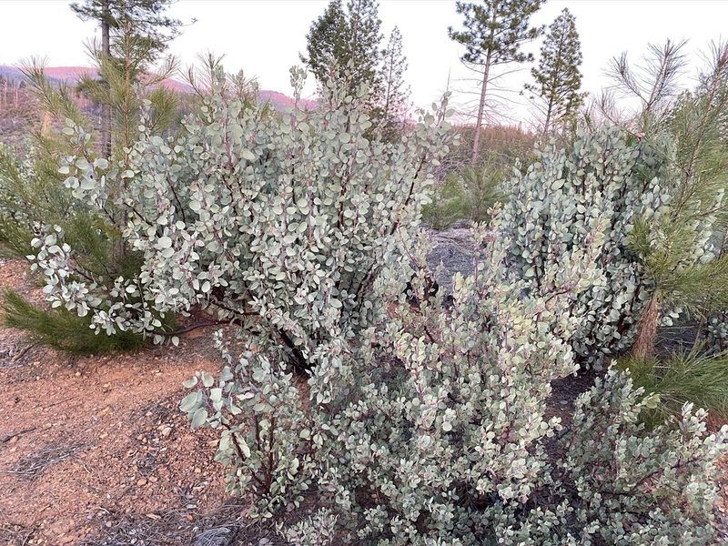 Arctostaphylos nissenana, photographed by Matt Berger