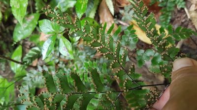 Adiantum fulvum, photographed by rempson