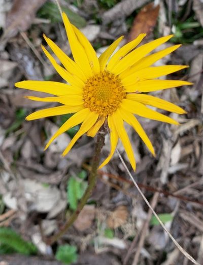 Dorobaea pimpinellifolia, photographed by John G. Phillips