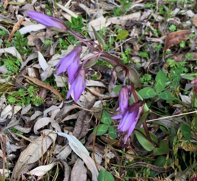 Gentianella rapunculoides, photographed by John G. Phillips