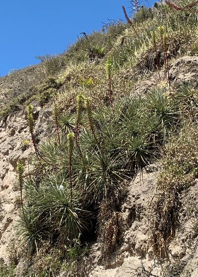 Puya aequatorialis, photographed by John G. Phillips