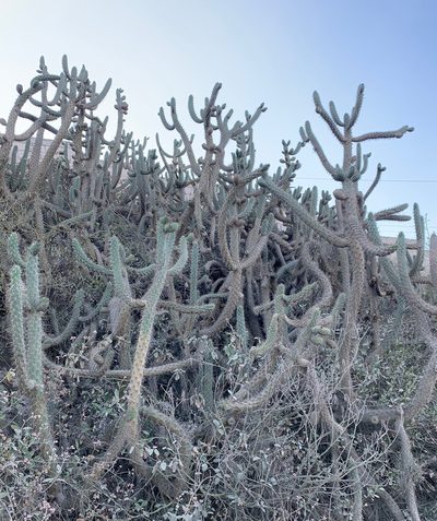 Austrocylindropuntia cylindrica, photographed by John G. Phillips