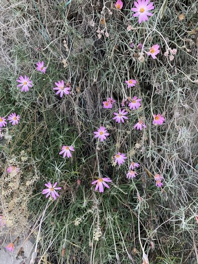 Onoseris hyssopifolia, photographed by John G. Phillips