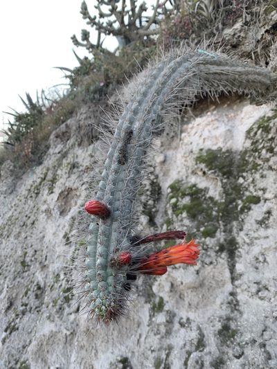 Borzicactus sepium, photographed by John G. Phillips
