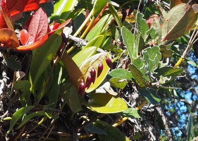 Pleurothallis restrepioides, photographed by John G. Phillips