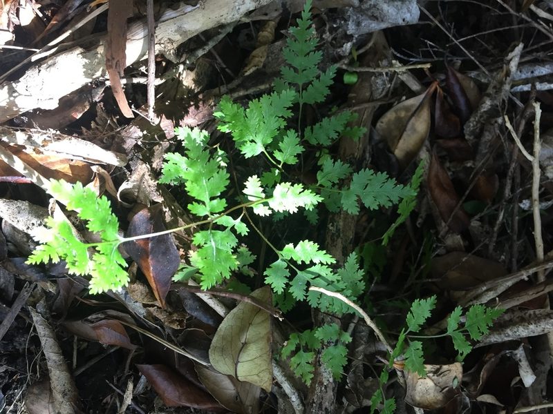 Pteris saxatilis, photographed by nick_goldwater