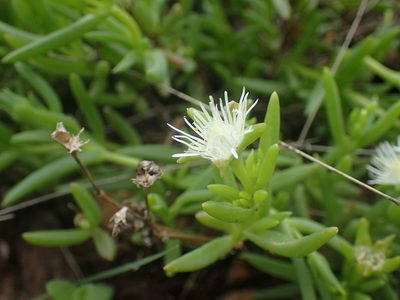 Delosperma lineare, photographed by Mahomed Desai
