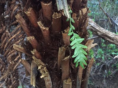Tmesipteris elongata, photographed by nick_goldwater