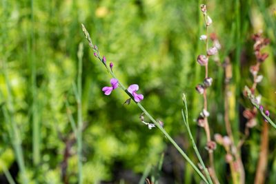 Indigofera ionii, photographed by magriet b