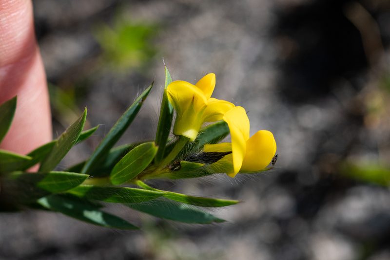 Liparia angustifolia, photographed by magriet b