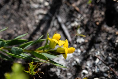 Liparia angustifolia, photographed by magriet b