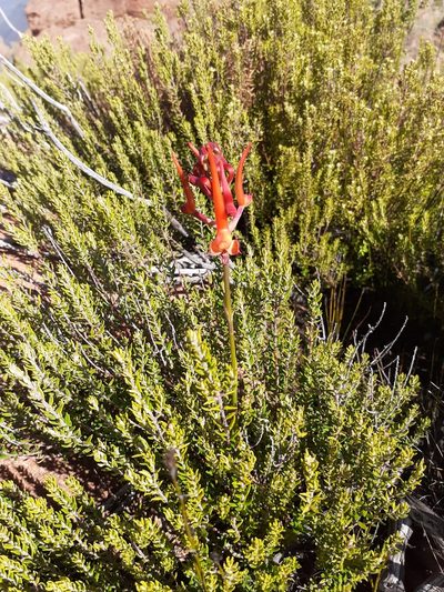 Disa porrecta, photographed by Brian du Preez