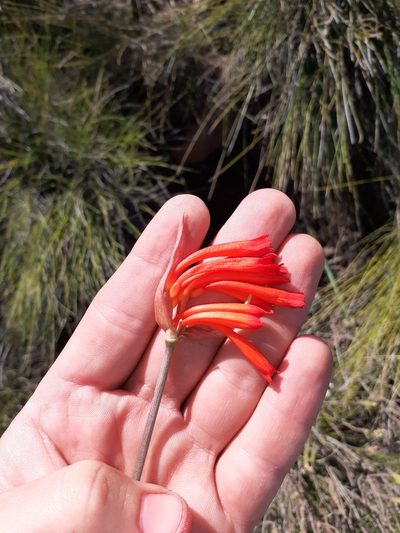 Cyrtanthus macowanii, photographed by Brian du Preez