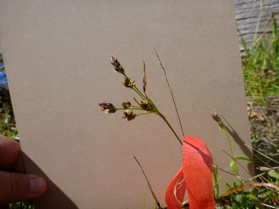 Luzula comosa, photographed by lotusmorning