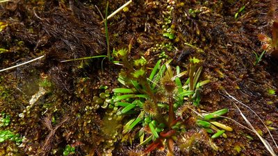 Abrotanella linearis, photographed by Sarah Richardson