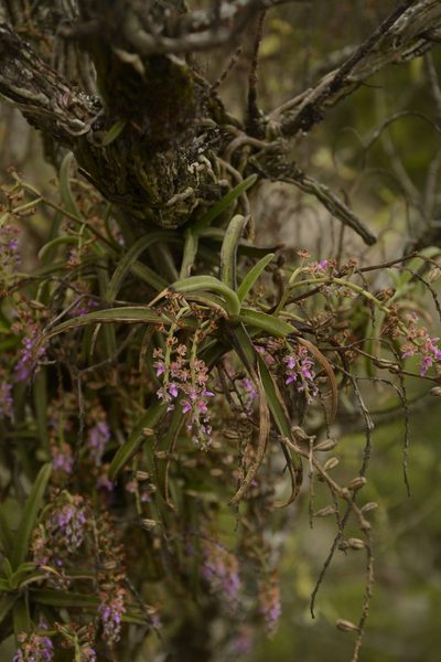 Diplocentrum recurvum, photographed by Siddarth Machado