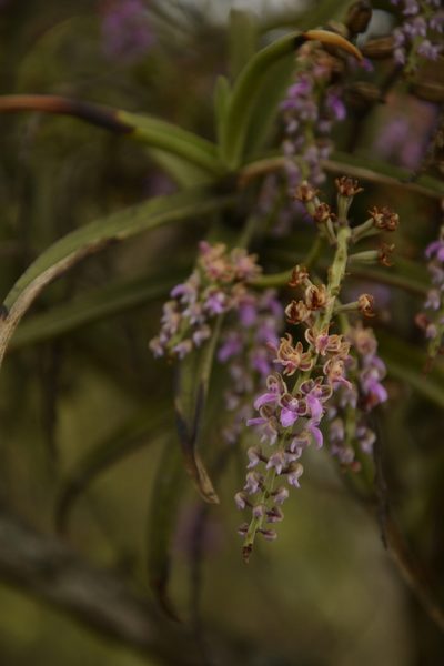 Diplocentrum recurvum, photographed by Siddarth Machado