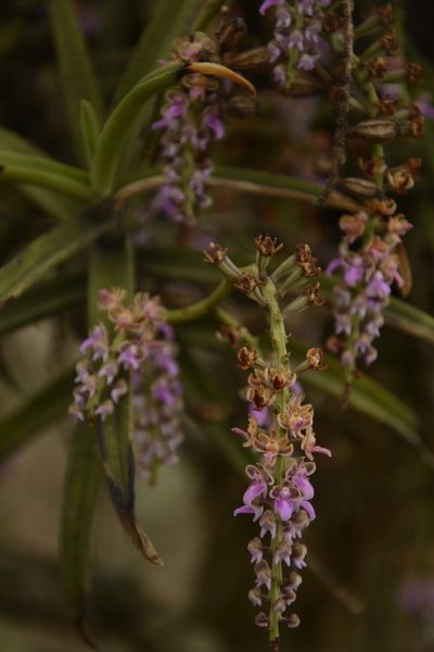 Diplocentrum recurvum, photographed by Siddarth Machado