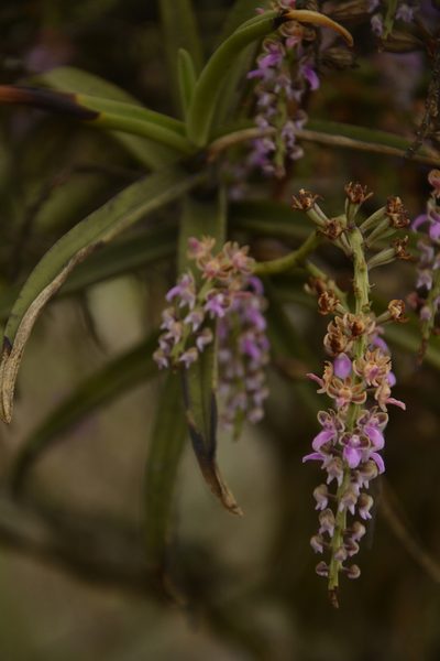 Diplocentrum recurvum, photographed by Siddarth Machado