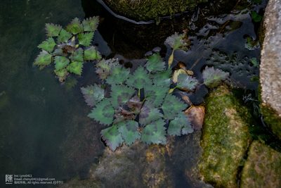 Trapa incisa, photographed by Yi CHEN