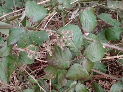 Rubus polyanthemus, photographed by Syd Cannings