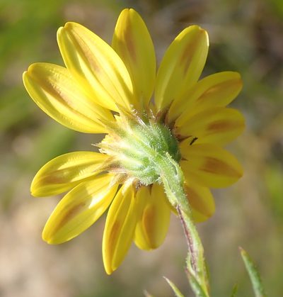 Gibbaria scabra, photographed by Nicola van Berkel