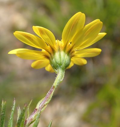 Gibbaria scabra, photographed by Nicola van Berkel