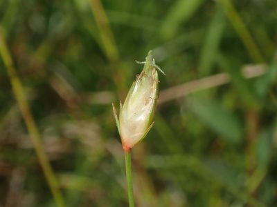 Abildgaardia ovata, photographed by Daniel Cahen