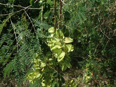 Serjania lucida, photographed by Daniel Cahen