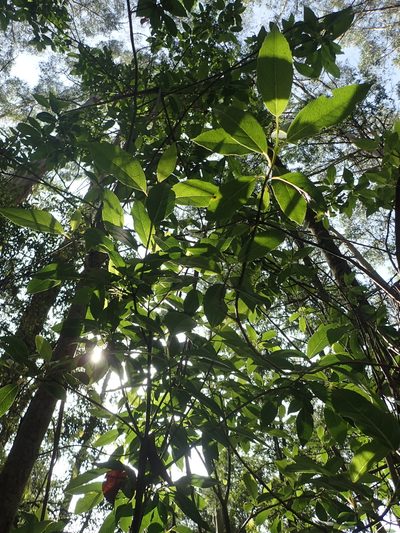 Hedycarya angustifolia, photographed by 呂一起(Lyu yi-chi)
