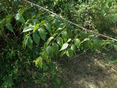 Celtis iguanaea, photographed by Daniel Cahen