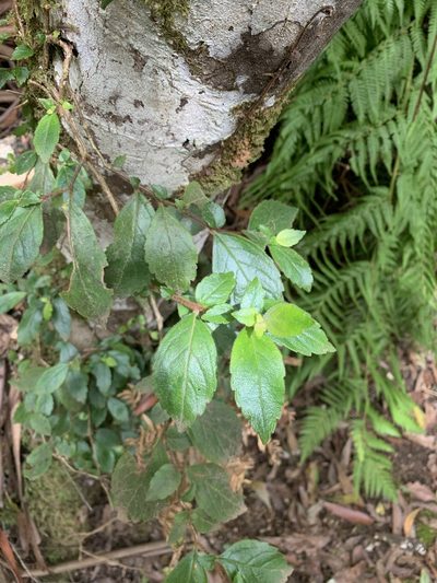 Fieldia australis, photographed by 呂一起(Lyu yi-chi)