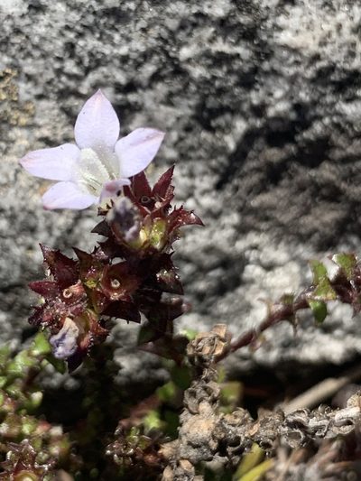 Roella squarrosa, photographed by Matthew Fainman