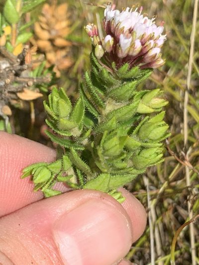 Agathosma ciliata, photographed by Matthew Fainman