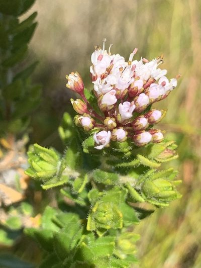 Agathosma ciliata, photographed by Matthew Fainman