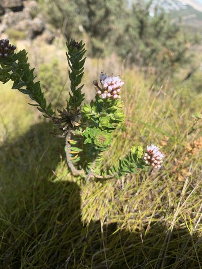 Agathosma ciliata, photographed by Matthew Fainman
