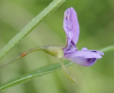 Psoralea plauta, photographed by Nicola van Berkel