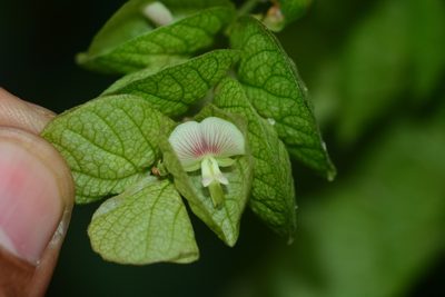 Flemingia strobilifera, photographed by S.MORE
