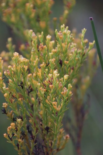 Thesium quinqueflorum, photographed by Tony Rebelo