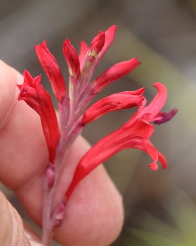 Tritoniopsis pulchra, photographed by Tony Rebelo