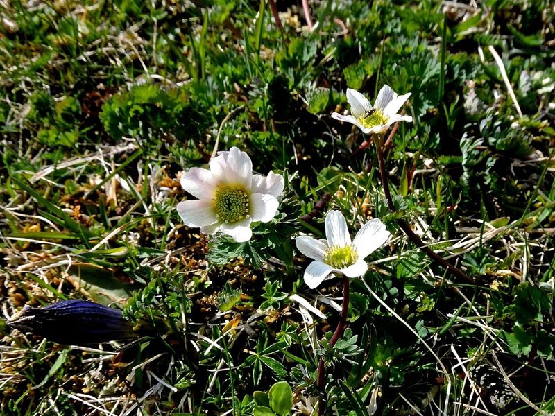 Callianthemum coriandrifolium, photographed by Karsten Rohweder