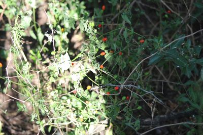 Capsicum chacoense, photographed by demianlescano